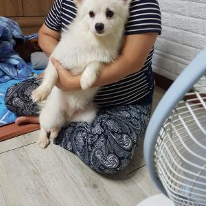 강아지를 찾습니다