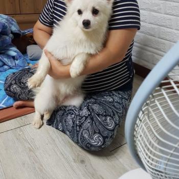 강아지를 찾습니다