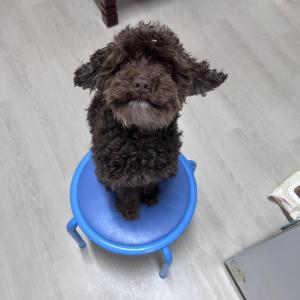 청주 강아지 찾습니다 / 강아지 실종