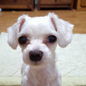 광진구 자양동에서 잃어버린 말티즈 중성남아 삐약이 찾습니다