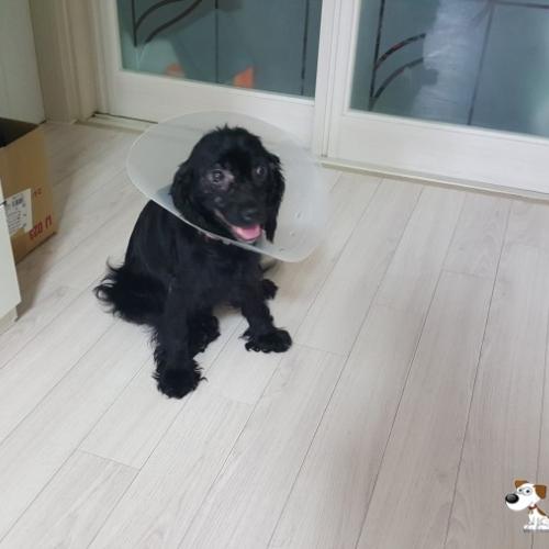 부산 해운대구 블랙코카 여아