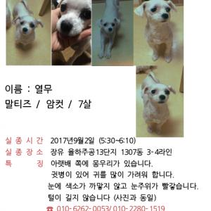 김해 장유 율하 강아지 찾습니다