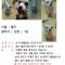 김해 장유 율하 강아지 찾습니다