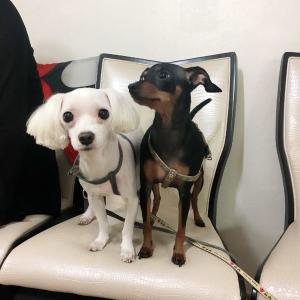 강아지들 찾고있습니다ㅠㅠ