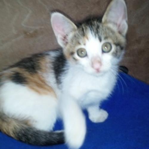 40일된 아기길고양이 6마리 분양합니다.