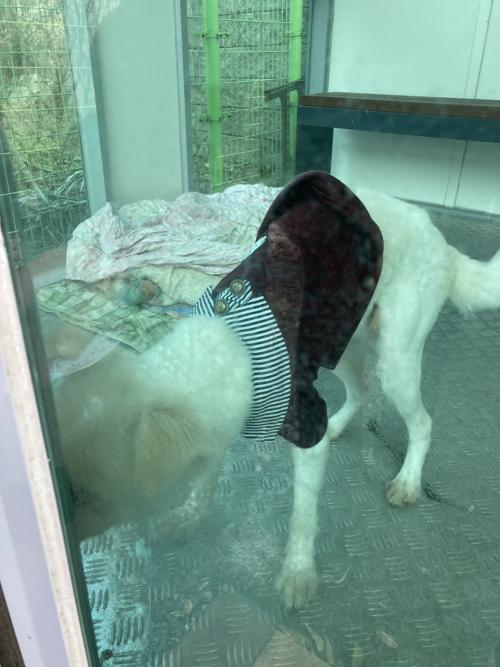 화성시 향남읍 1지구 하얀색 수컷 믹스견(중형) 보호중입니다.