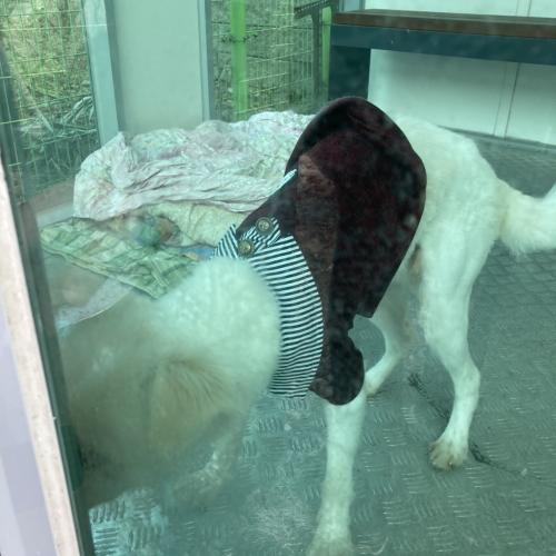 화성시 향남읍 1지구 하얀색 수컷 믹스견(중형) 보호중입니다.