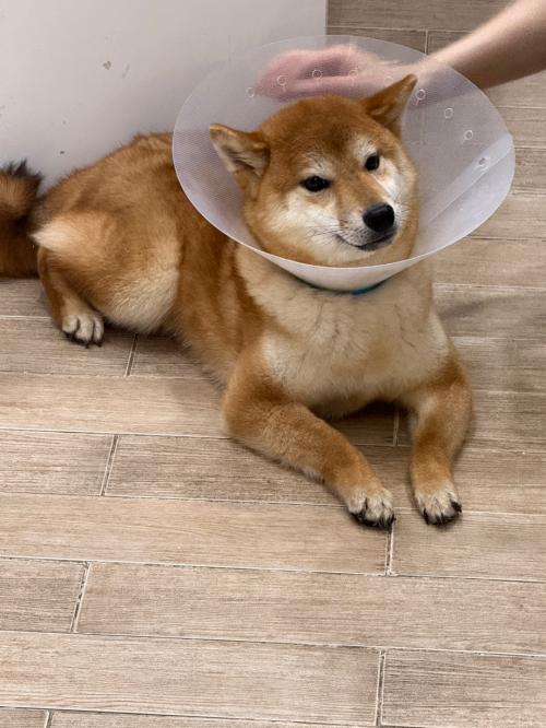 적시바 3마리 분양 여아 1 남아2