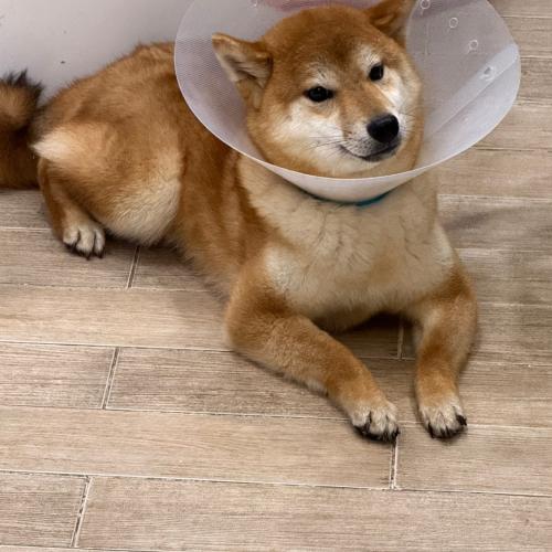 적시바 3마리 분양 여아 1 남아2