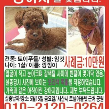 (충남서산시)  토이푸틀-낑낑 찾습니다