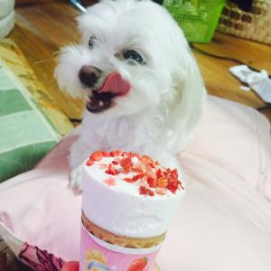 강아지를 찾습니다