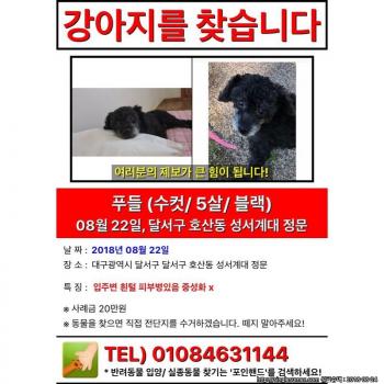 대구 달서구 블랙푸들 오뮤니를 찾습니다