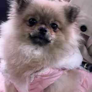 강아지를 찾아요