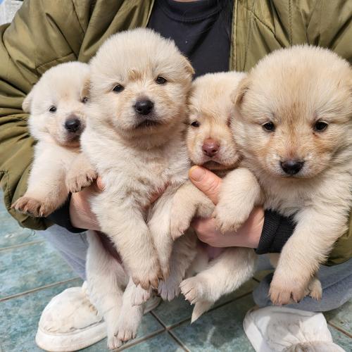 무료분양 합니다