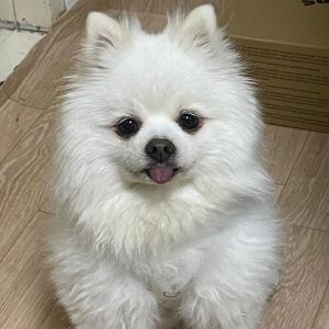 중랑구 흰색 포메라니안(남) 찾아요!!