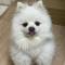 중랑구 흰색 포메라니안(남) 찾아요!!