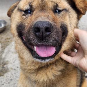 구름이를 간절히 찾습니다