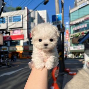 앙증맞은 미니비숑 공주님 소개합니당