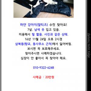 경산ㅡ말티즈 남아 찾아요