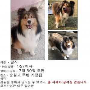 강아지 찾습니다