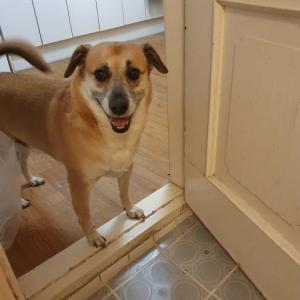 누렁이(도사믹스)찾아요.