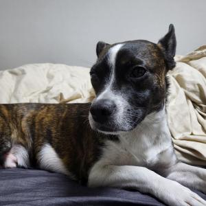 보라매공원쪽에서잃어버린 보훈이를찾습니다