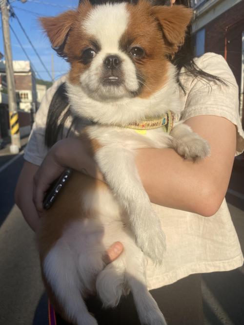 시츄 두암동쪽에서 데리고왔어요