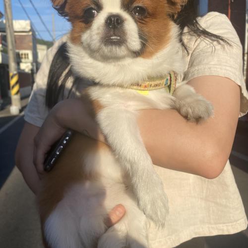 시츄 두암동쪽에서 데리고왔어요