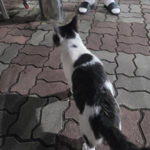 오창 고양이 분실하신분 잇으신가요?