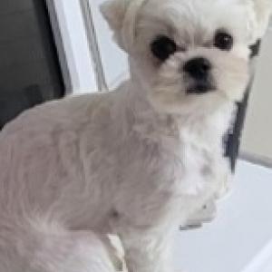 강아지를 찾습니다