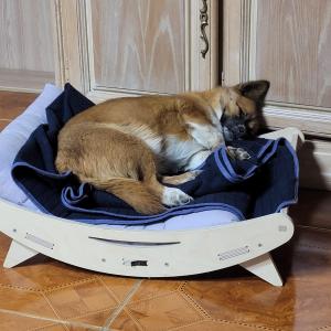 2살 된 갈색  강아지 찾아요