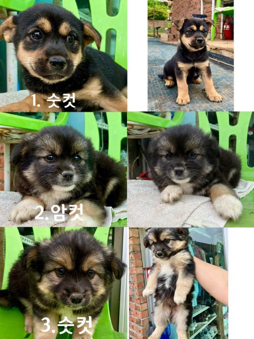 시고르자브종 2개월 수컷2마리 암컷한마리 분양합니다
