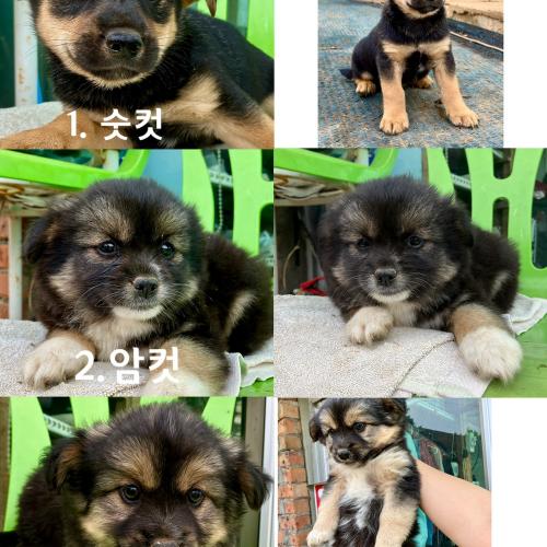 시고르자브종 2개월 수컷2마리 암컷한마리 분양합니다