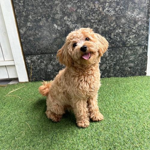 10개월 말티푸 입양자분 찾아요