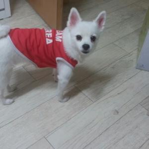 중랑구 망우동 스피치 믹스견 뽀미를 찾습니다.