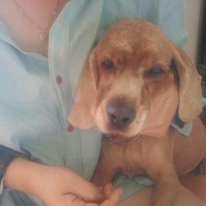 인천 남구청쪽  돌돌이를 찾습니다