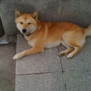서울시 강서구 진돗개 찾습니다