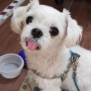 강아지를 잃어버렸습니다