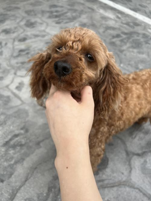 강아지 갈색 푸들 주인분을 찾습니다 화성시 향남