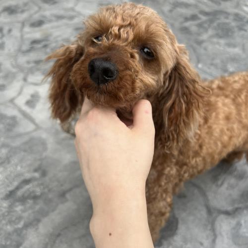 강아지 갈색 푸들 주인분을 찾습니다 화성시 향남