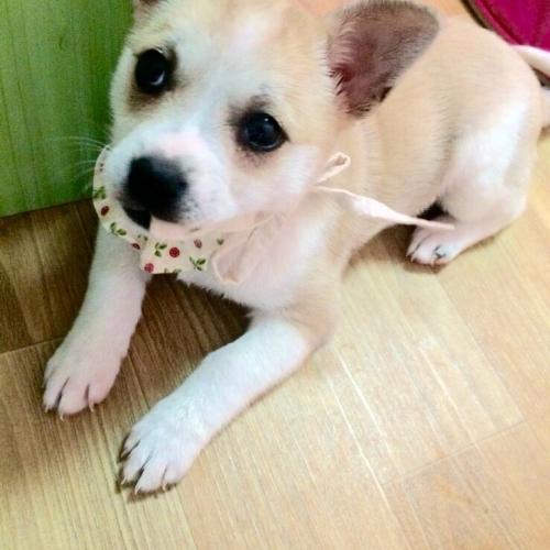 2개월된 유기견 아가 임시보호중입니다