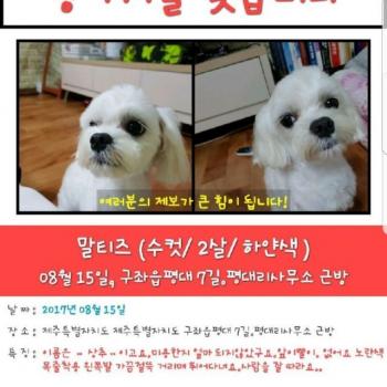 제주도구좌읍에서잃어버린상추를찾습니다