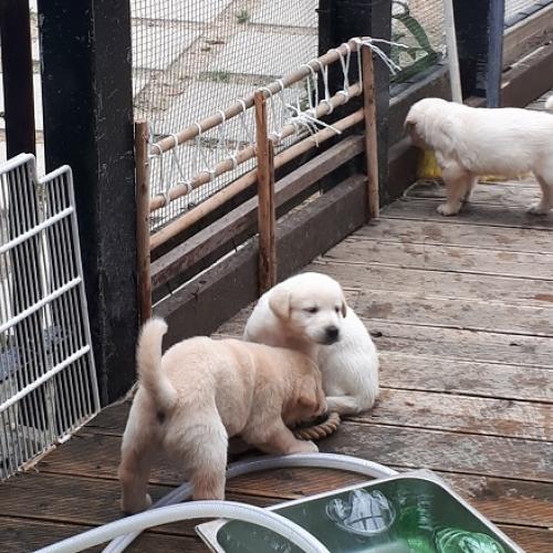 진트리버 분양합니다. 6마리 있습니다.