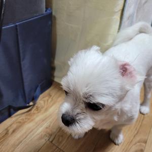 말티즈 촐랑이를 찾습니다