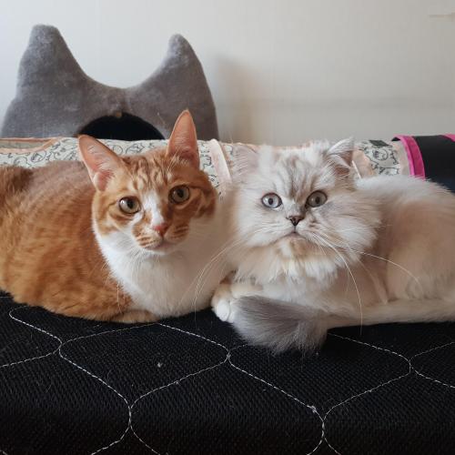 고양이를 찾습니다 페르시안블루포인트