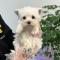 화이트테리어 왕자님 분양합니당