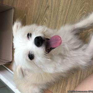 흰색강아지 보호중입니다~