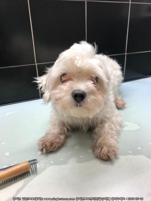 말티즈 여아 보호중입니다.