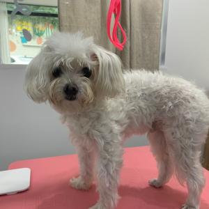 제발  광복이좀찾아주세요