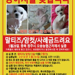 세종시, 오송. 말티즈 애타게 찾고 있습니다.